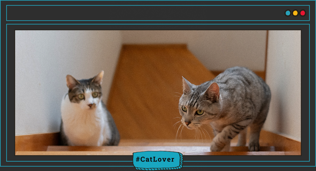 cómo cuidar a un gato cuando hay cambios en casa